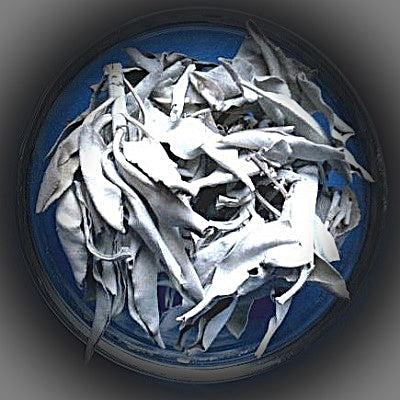 Weißer Salbei (Salvia apiana)